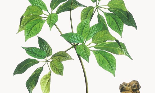 荷叶三七有什么功效网 - 为你提供三七花和荷叶能一起泡吗有什么功效、三七分荷叶头